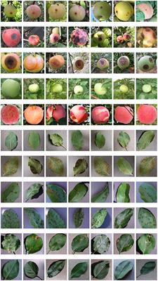 Diagnosis of Typical Apple Diseases: A Deep Learning Method Based on Multi-Scale Dense Classification Network